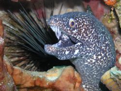 Unaltered, Natural Light, Eel shot in Cozumel, Mexico 2005. by Erica Addeo 